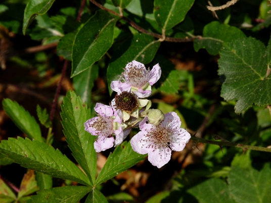 {Rubus bifrons}